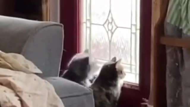 These cute cat enjoying together