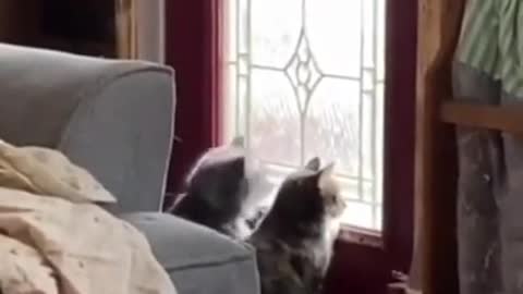 These cute cat enjoying together