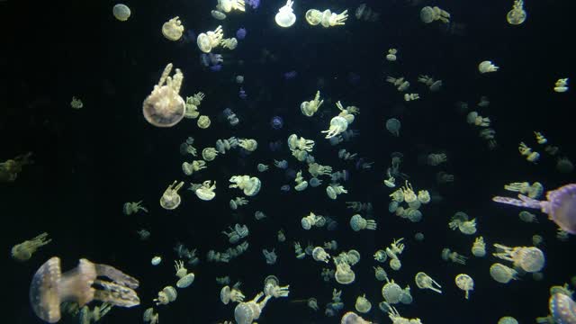 #Jellyfish# Jellyfish video# Animal video#