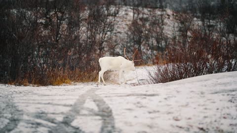 Albino reindeer