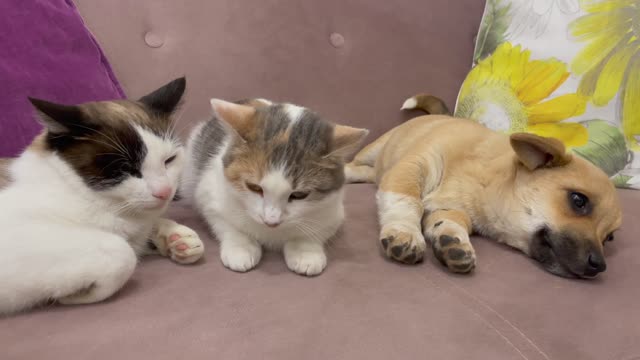 How a Puppy and Cats share a sofa