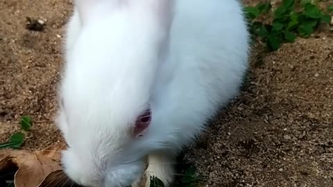 🐇💖Adorable White Baby Bunny💖🐇