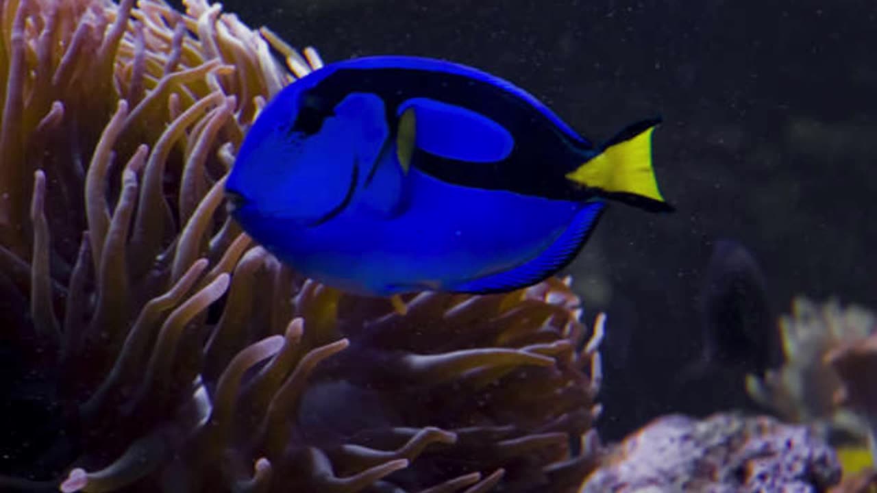 Blue Tang Fish