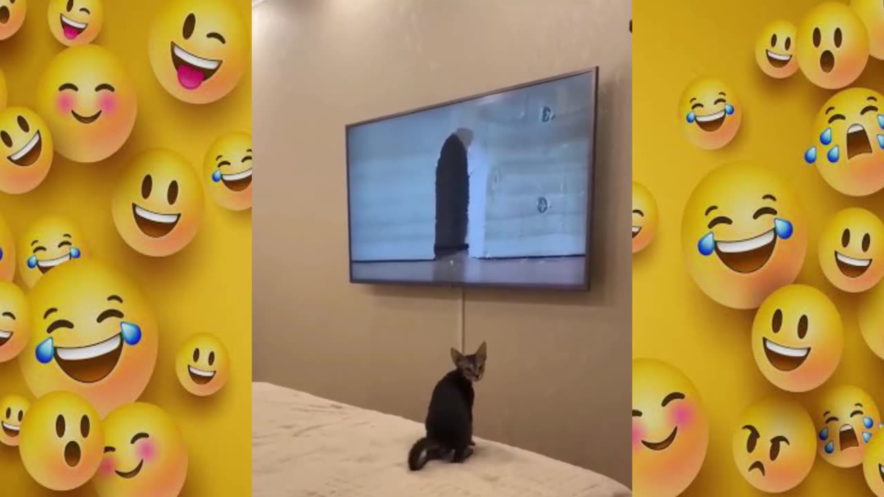 New Funny Animals 😍 Funniest Dogs and Cats Videos 😺🐶