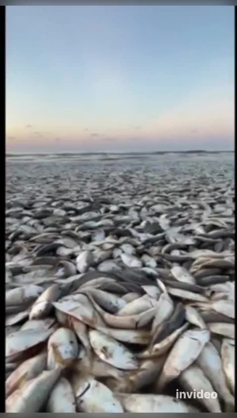 USA 🇺🇸 Texas Beach! Thousands of dead fish! Why the fish are dying?l 🤔😲😳