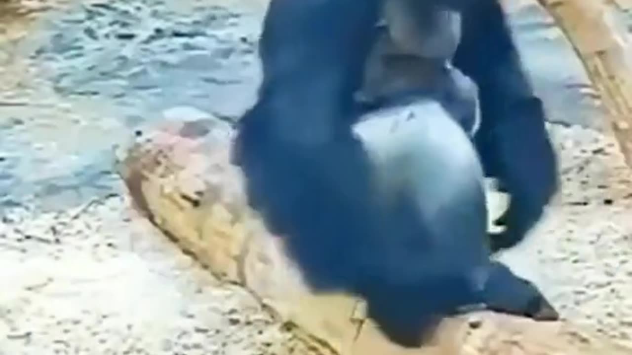Funny moment with animals