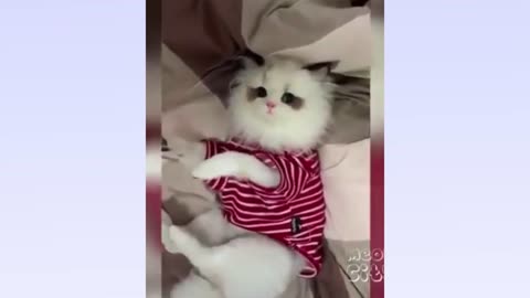 Cat Videos to Brighten Your Day