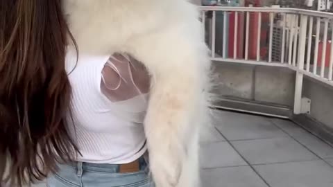 A big dog enjoying