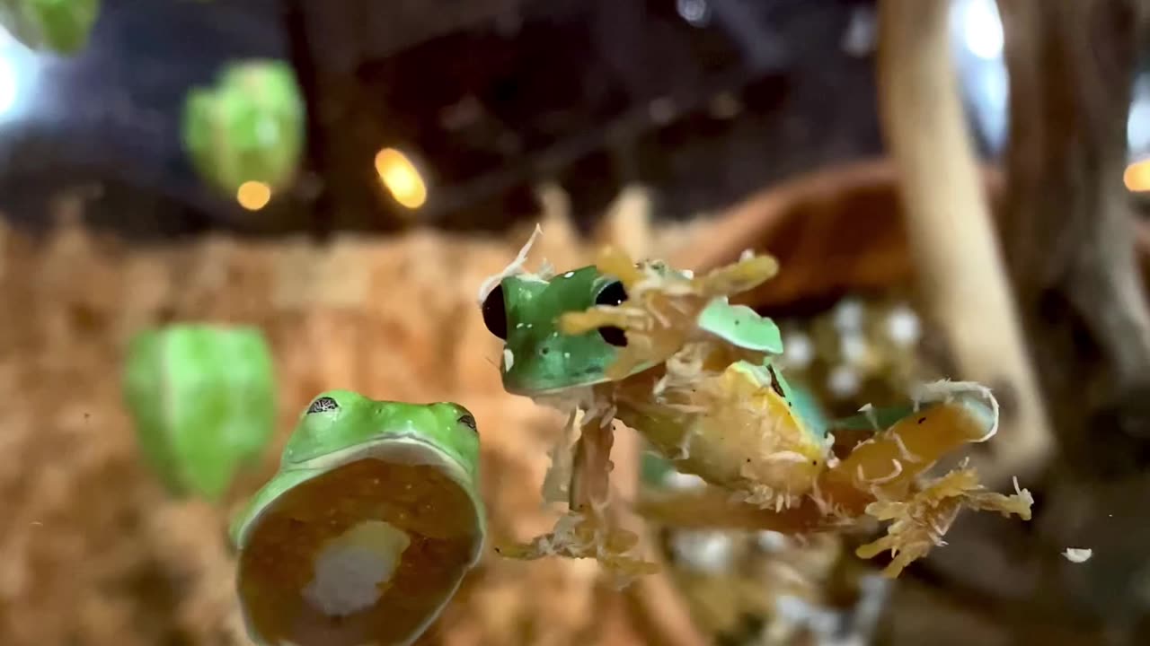 Clumsy Frog Falls Off Glass