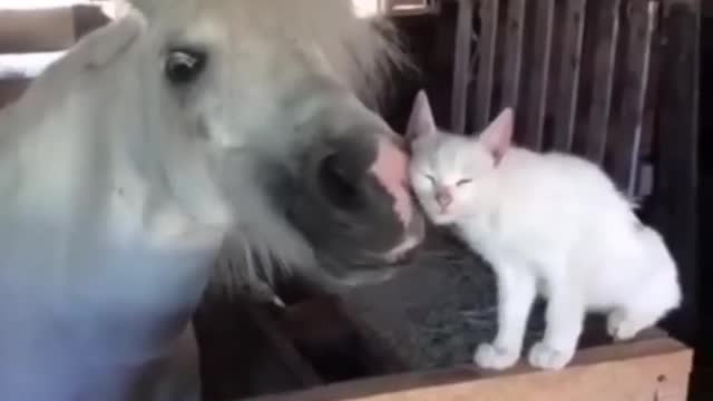 Funny cute animals