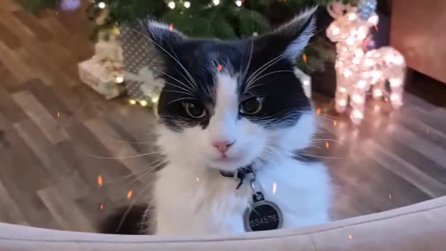 Funny cat play with me