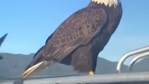 Good Deed Rewarded by Eagle