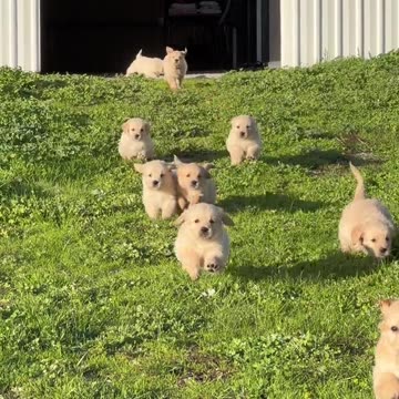 Cute puppies 🐕😊