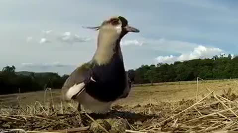 Bird mom sacrifices her children(eggs)