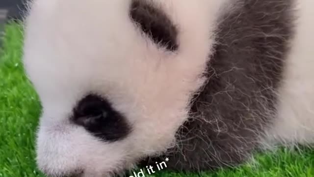 Ever heard S'pore's baby panda sneeze?