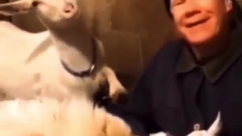 FUNNY GOAT