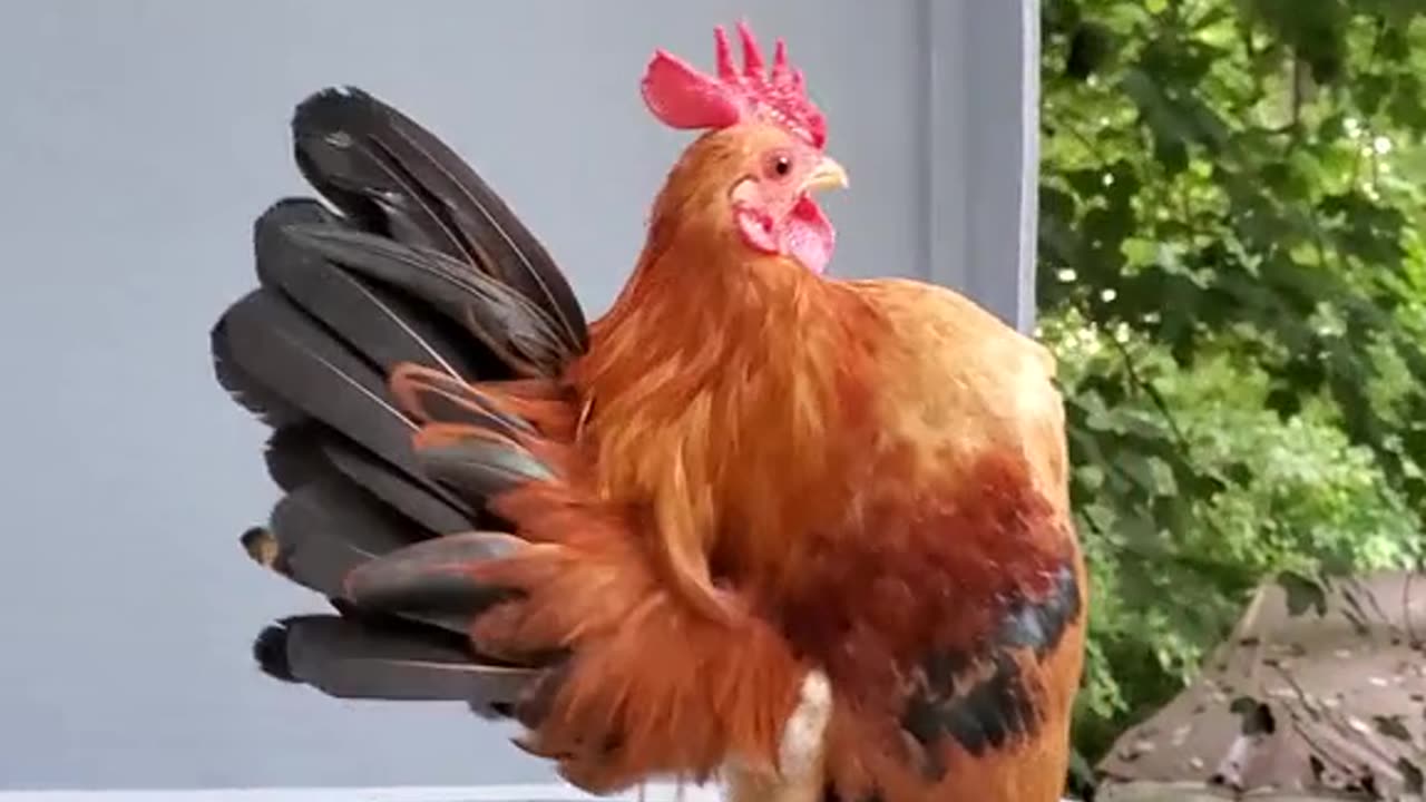 A COCKEREL OF THE SERAMA BREED