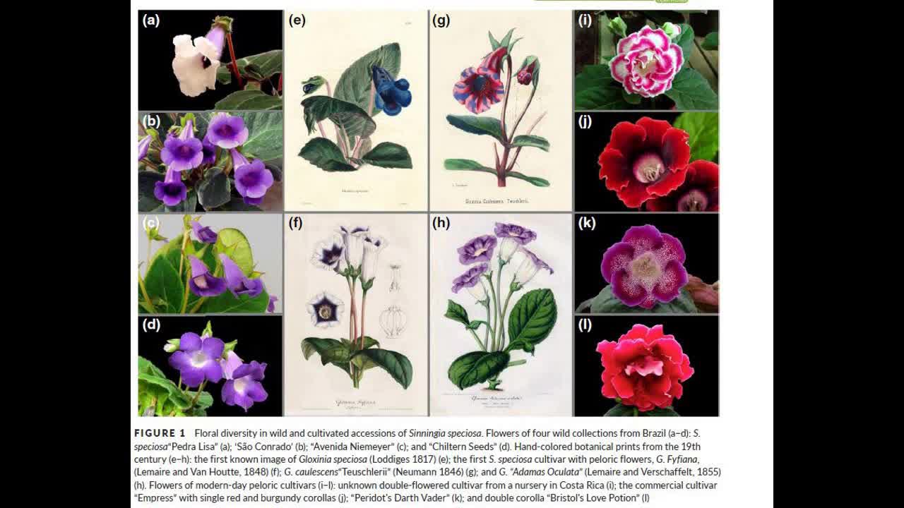 Bitchute Exclusive Video 132 Gloxinia Domestication