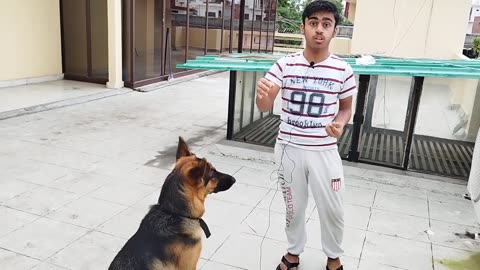 How to Train 7 Basics commands for your dog...💯 guarantee