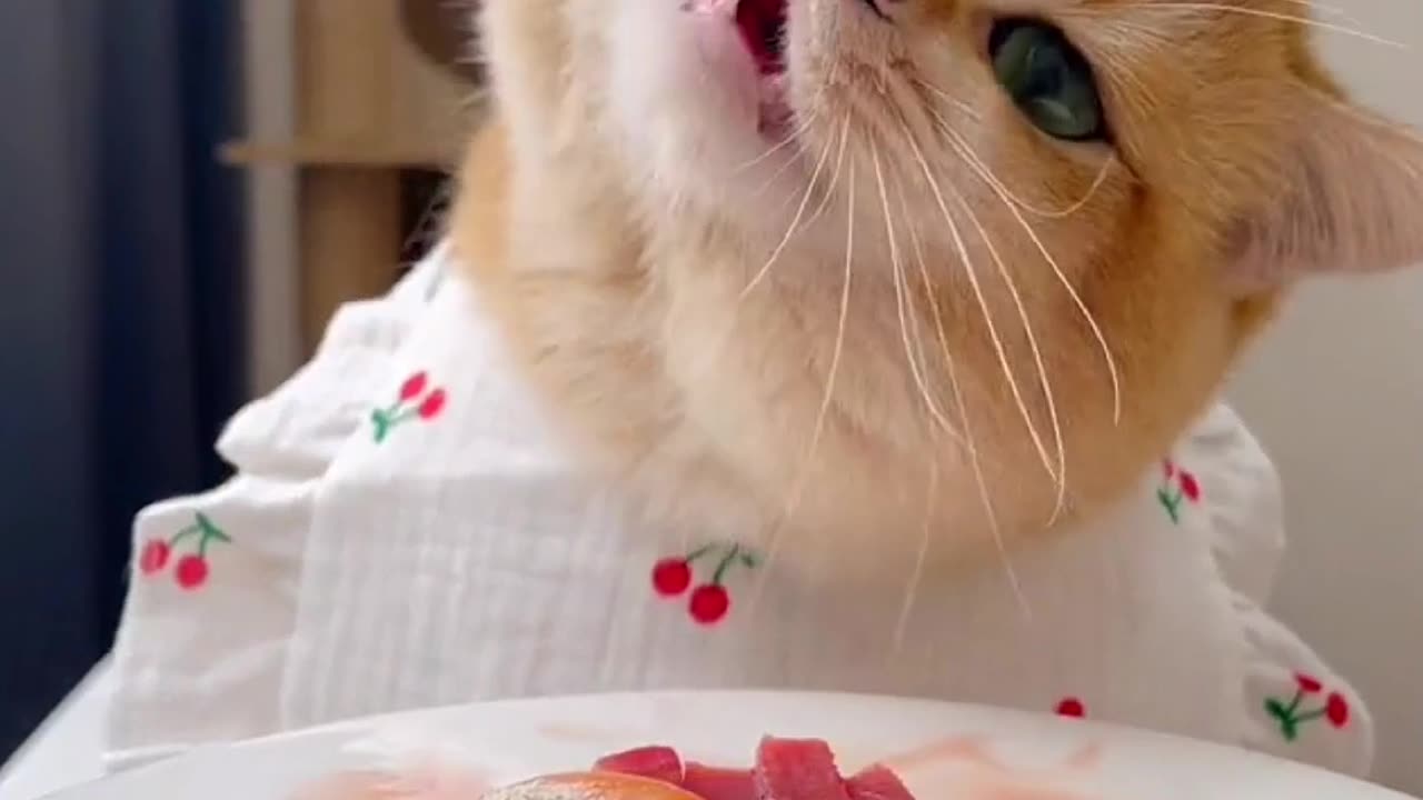 Cat Mukbang