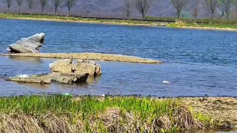 The water grass is green and the leaves are sprouting. Good mountains, good water and good scenery