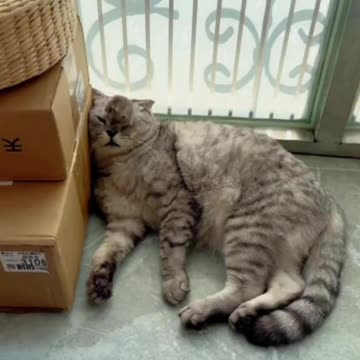 That’s one useless and lazy cat 🤣🤣🤣