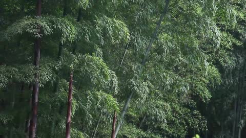 Green leaves, bamboo forests, deep mountains