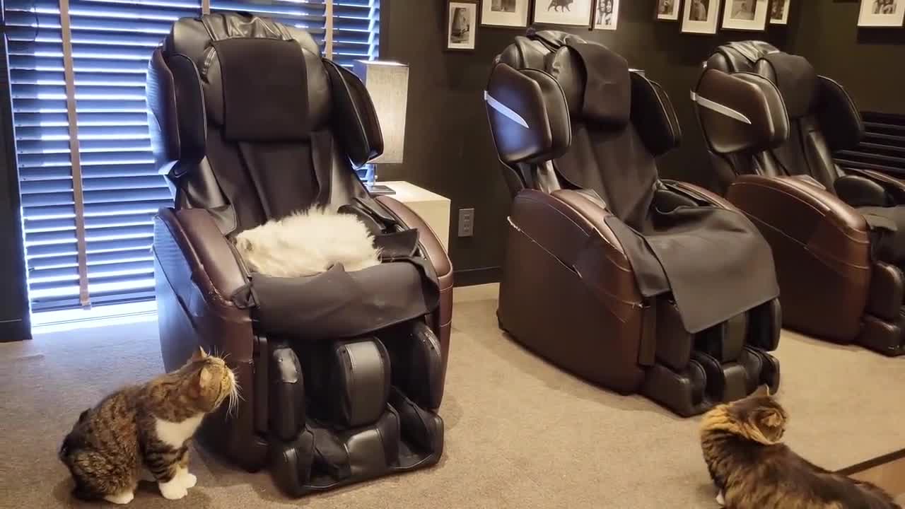 cat in massage chair