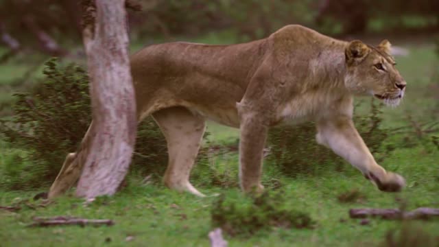 Lioness Prowling