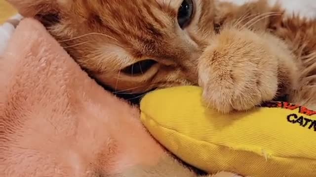 Butters absolutely LOVES chomping on his favorite banana toy 🍌🍌🍌
