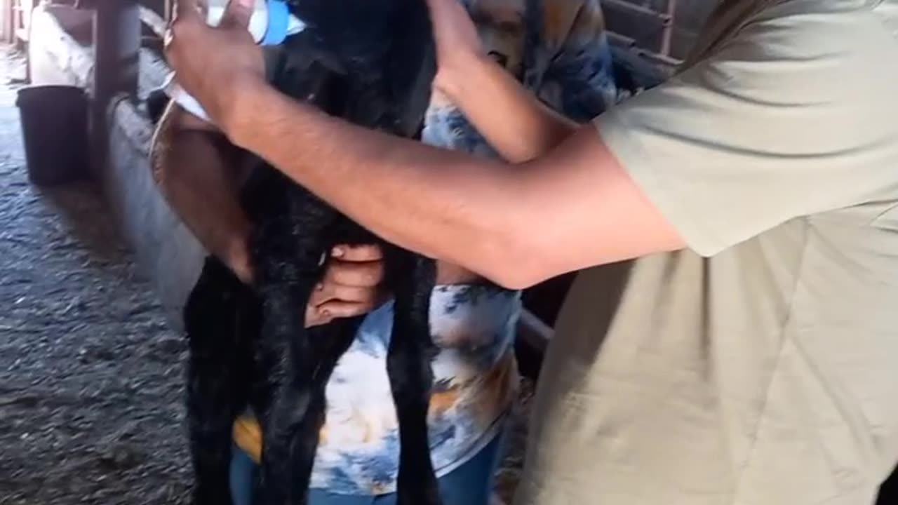 Feeding an animal without a mother