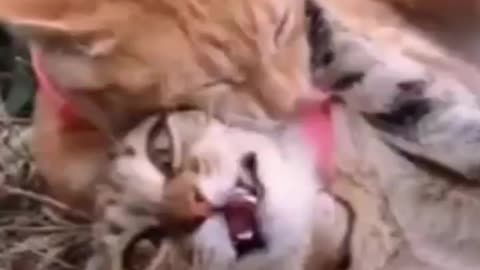 Cats fighting funny cats moments