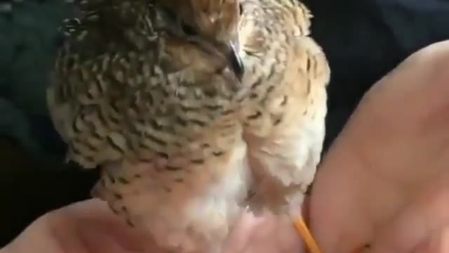 An Exclusive Sneak Peak at What's Next for Cute Pet