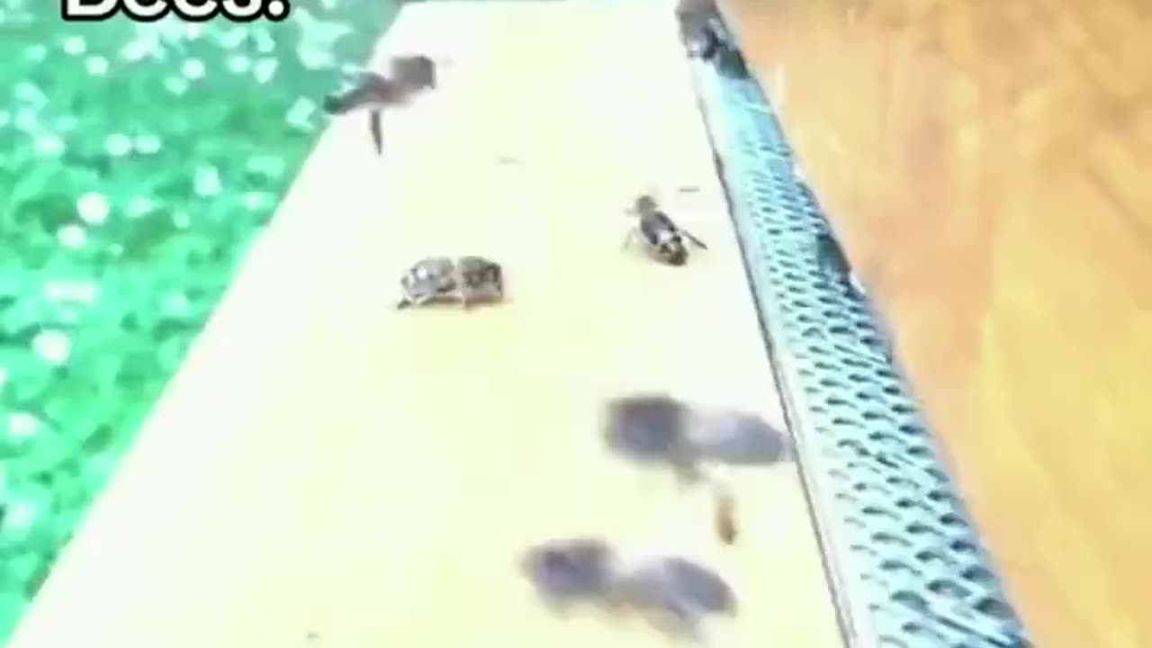 Bees Are Goofy