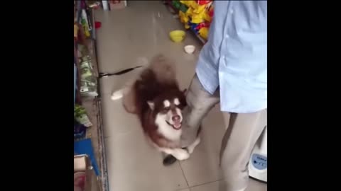 Funny Animals - Cute dogs doing funny things