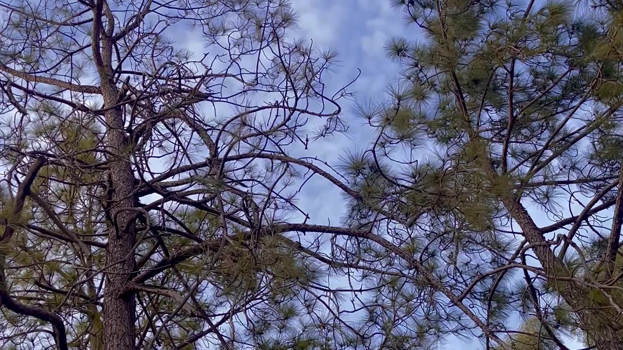 Nature video beautiful sky eagle flying