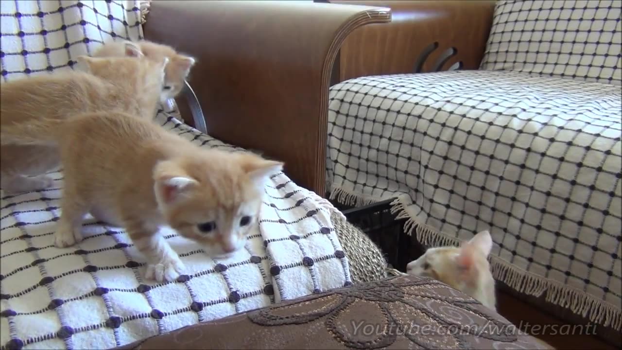 Mom cat with 4 meowing kittens (no added music - pure cuteness)