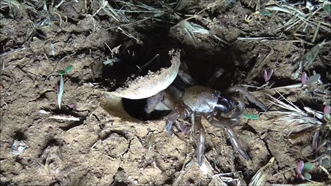 Trapdoor Spider Patience Pays Off