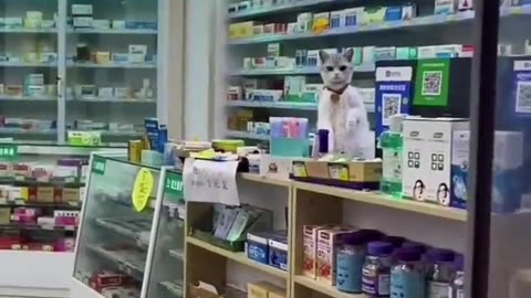 Funny animals dog and cat pappy like and follow me