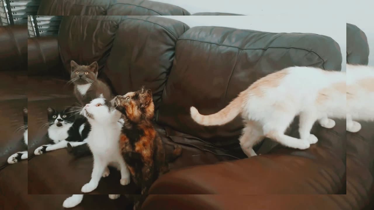 Four cute cats