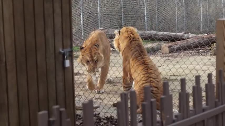 Tiger vs Tiger