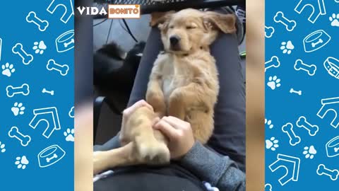 funny animals, let's laugh...