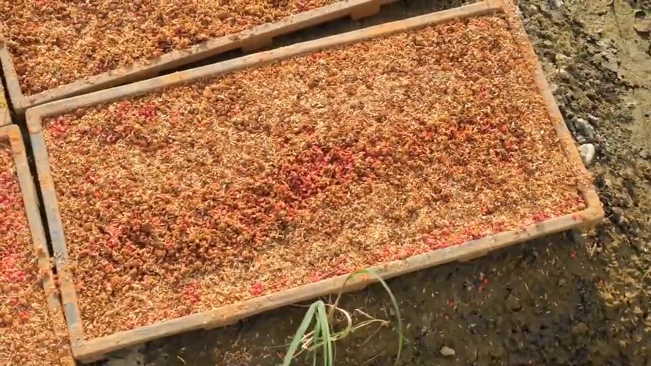 The ears of wheat are evenly dried