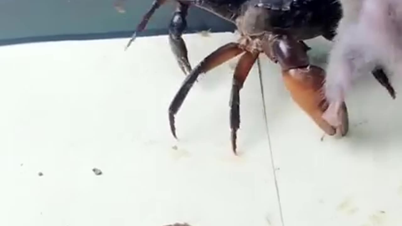 Rat fights off crabs in a cage fight