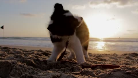 A dog playing with a rope with a nice shape