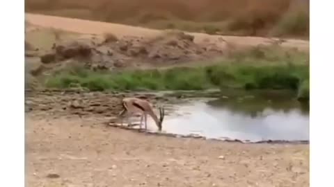 The smart animals