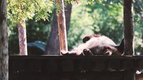 A giant panda rolling back and forth