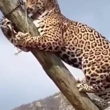 tiger attack #sorts (2021)