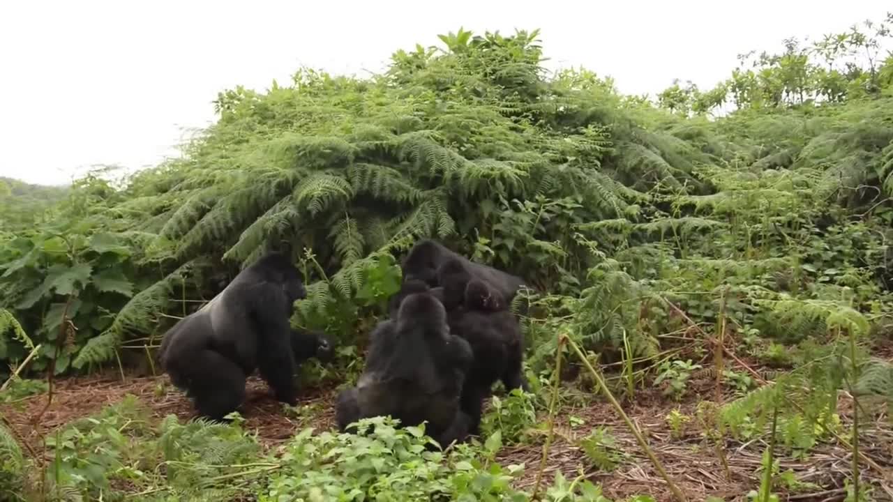 Rwanda Mountain Gorilla Fight