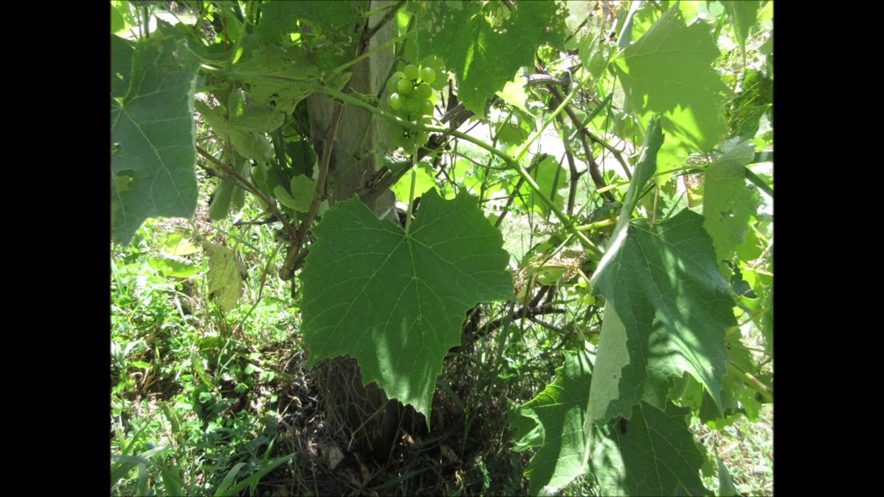 A Vine Growing Fruit Red Grapes August 2022